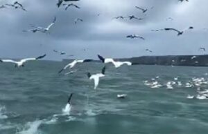 Show da natureza: Pássaros mergulham para pescar no mar e imagem viraliza