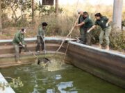 8 jacarés são resgatados em pousada desativada na Transpantaneira