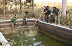 8 jacarés são resgatados em pousada desativada na Transpantaneira