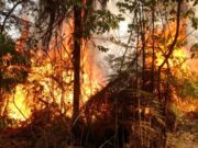 Mato Grosso registra o maior número de focos de incêndio do país
