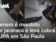 Homem é mordido por jararaca e leva cobra a UPA em São Paulo; veja