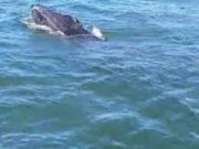 Baleia-jubarte presa em rede é resgatada por bombeiros em SC; veja