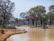 Especialistas afirmam que animais estão em bem apesar da seca no Pantanal de MT