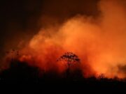 Fogo atinge imóveis, animais e já destruiu quase 40% do parque de Chapada