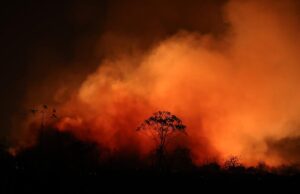 Fogo atinge imóveis, animais e já destruiu quase 40% do parque de Chapada