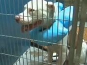 Juiz condena cão a prisão perpétua por atacar menino