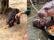 Bebê hipopótamo Moo Deng viraliza e se torna principal atração de zoológico; veja
