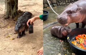 Bebê hipopótamo Moo Deng viraliza e se torna principal atração de zoológico; veja