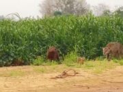 Comediante registra ataque de onça no Pantanal e chama atenção para seca