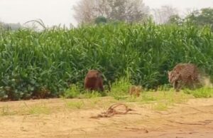 Comediante registra ataque de onça no Pantanal e chama atenção para seca