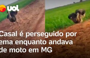 Casal é perseguido por ema enquanto andava de moto em Minas Gerais; veja