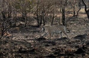 Ministro dá 15 dias para que Estado forneça dados sobre defesa do Pantanal e Amazônia