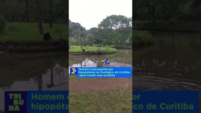 Homem é perseguido por hipopótamo após invadir área restrita em zoológico; veja