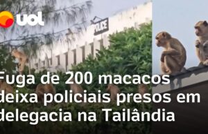Fuga de 200 macacos deixa policiais presos em delegacia na Tailândia; veja