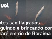 Jacaré é ‘perseguido’ por botos-cor-de-rosa em rio de Roraima; veja