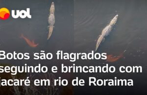 Jacaré é ‘perseguido’ por botos-cor-de-rosa em rio de Roraima; veja