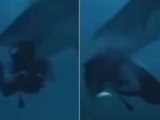 Vídeo mostra momento em que tubarão ataca turista nas Maldivas