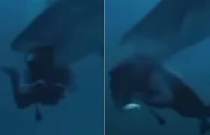 Vídeo mostra momento em que tubarão ataca turista nas Maldivas