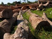 Procurador apura desmatamento ilegal e incêndio em terras indígenas em MT