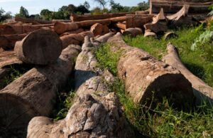 Procurador apura desmatamento ilegal e incêndio em terras indígenas em MT