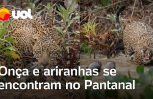 Fotógrafo grava encontro e ‘confronto’ de onça com ariranhas no Pantanal; veja o vídeo