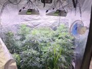 PM fecha estufa clandestina de maconha e prende homem por cultivo e tráfico