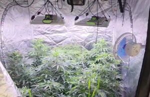 PM fecha estufa clandestina de maconha e prende homem por cultivo e tráfico