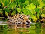 Turismo regional alavanca viagens de ônibus em MT