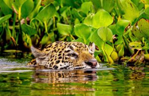Turismo regional alavanca viagens de ônibus em MT