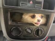 Cachorrinha é resgatada após ficar presa no painel de carro em Goiás; veja