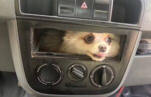 Cachorrinha é resgatada após ficar presa no painel de carro em Goiás; veja