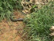 Sucuri é encontrada enrolada em mola de caminhão em MT