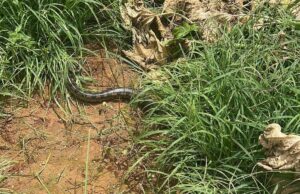 Sucuri é encontrada enrolada em mola de caminhão em MT