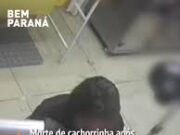 Cachorrinha de 15 anos morre após ser agredida em pet shop de Curitiba; veja