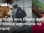 Cachorra carrega filhote doente na boca até clínica veterinária e ‘pede ajuda’
