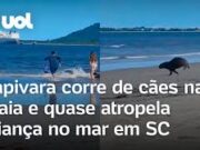 Capivara corre de cães na praia e quase atropela criança no mar em Santa Catarina; veja