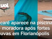 Jacaré invade piscina de casa e assusta moradores após fortes chuvas em Florianópolis