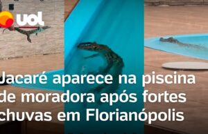 Jacaré invade piscina de casa e assusta moradores após fortes chuvas em Florianópolis