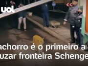 Cachorro é o primeiro a cruzar fronteira após Romênia aderir ao espaço Schengen