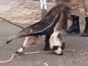 Corpo de Bombeiros resgatam Tamanduá em quintal de casa