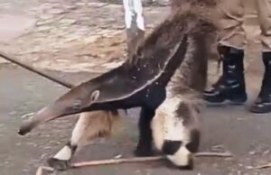 Corpo de Bombeiros resgatam Tamanduá em quintal de casa