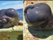 Peixe com ‘cabeça de alien’ é capturado por pescador famoso; veja