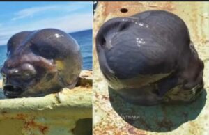 Peixe com ‘cabeça de alien’ é capturado por pescador famoso; veja