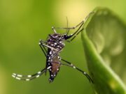 Casos explodem em MT; já são 15 mortes, 5 delas confirmadas