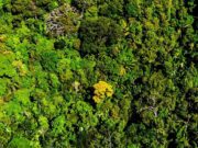 MPF apura denúncia contra premiação para quem combate o desmatamento