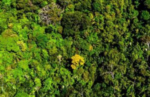 MPF apura denúncia contra premiação para quem combate o desmatamento