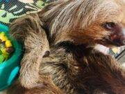 Bicho-preguiça e capivara resgatados em cidades são devolvidos à natureza