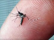 Casos de Dengue e Chikungunya disparam em hospitais privados