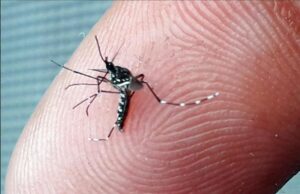 Casos de Dengue e Chikungunya disparam em hospitais privados