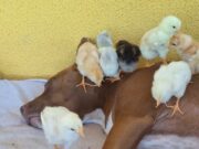 Influenciadora viraliza ao mostrar paz entre pintinhos ‘órfãos’ e pitbull